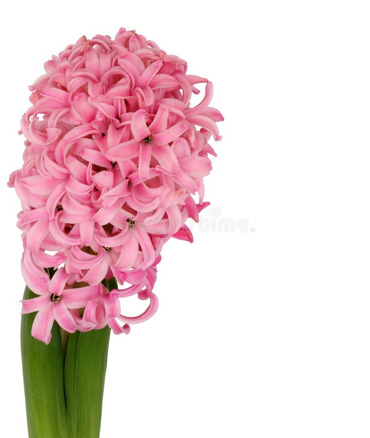 Hyacinth