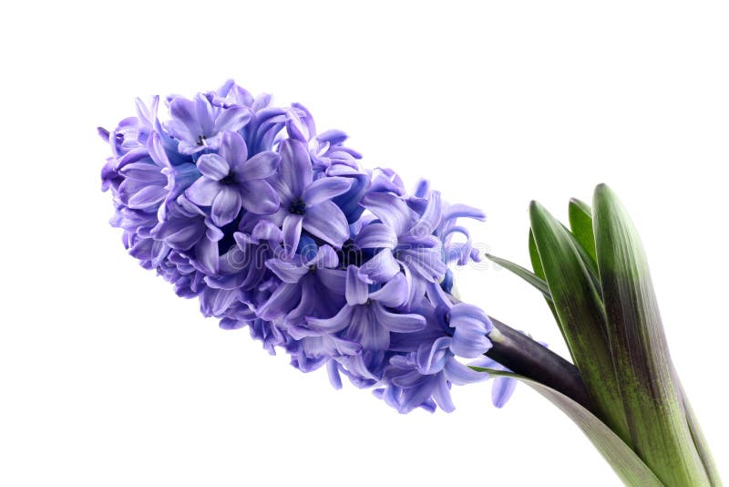 Hyacinth