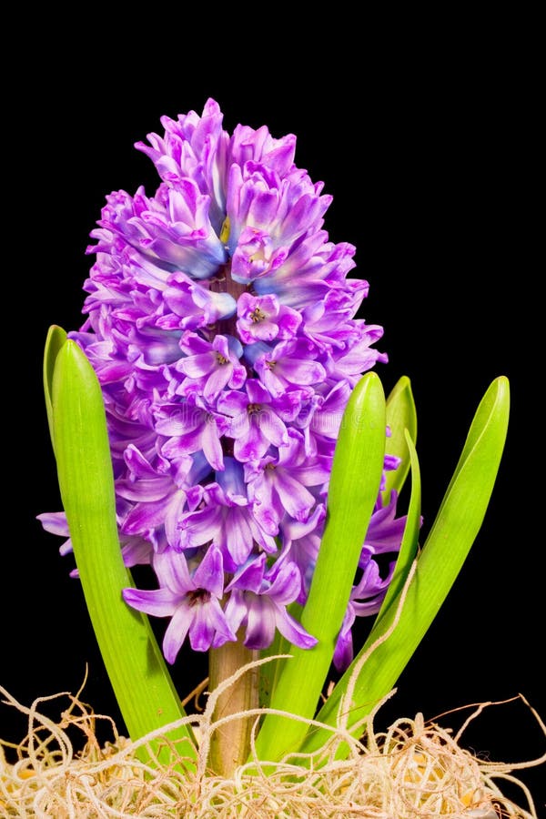 Hyacinth stock photo. Image of blossom, stem, flower, hyacinthaceae