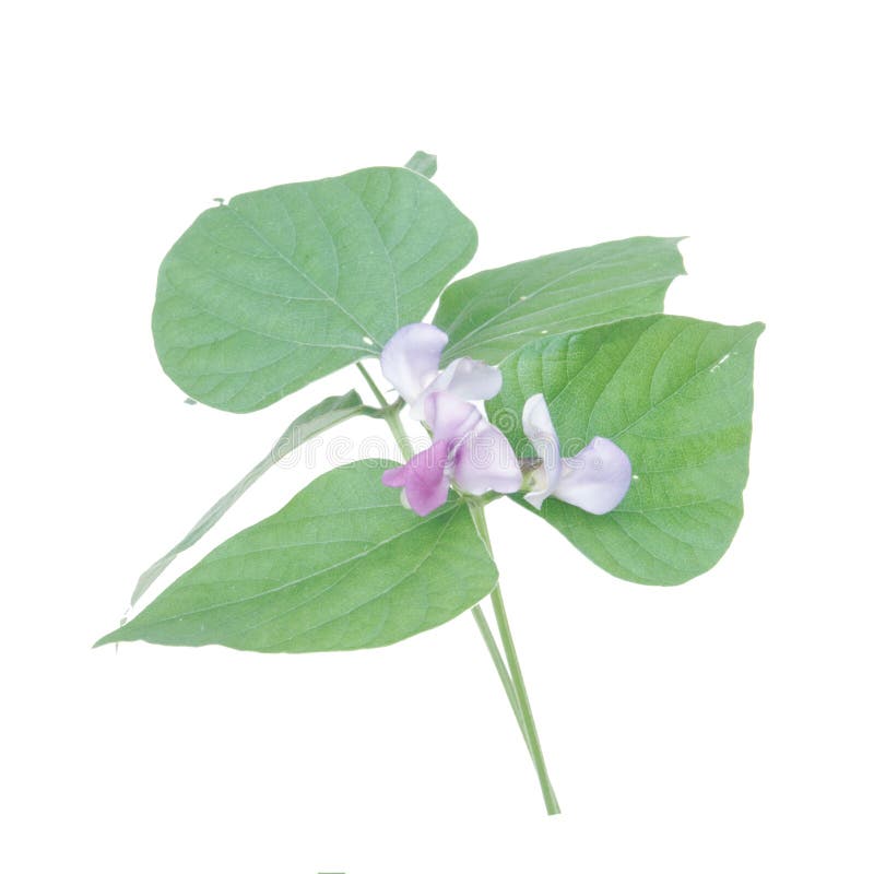 Hyacinth bean leaf stock photo. Image of food, leaves 263933408