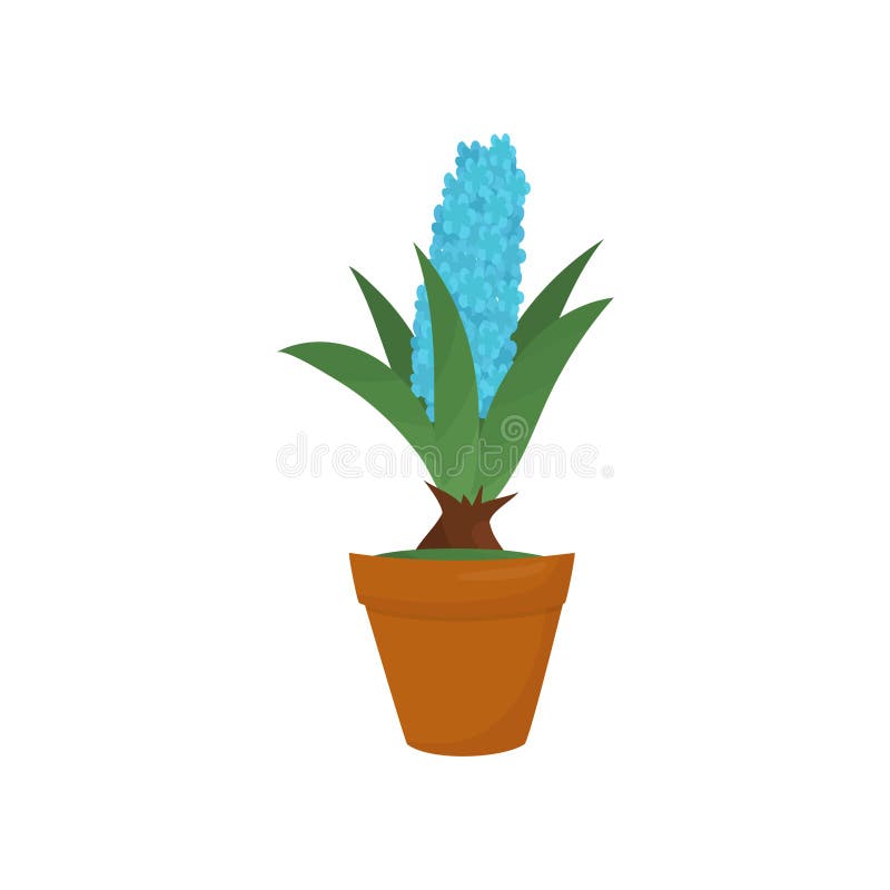 Hyacinth with blue blooming flower and green leaves. Indoor plant in brown pot. Nature plant for home interior. Flat stock illustration