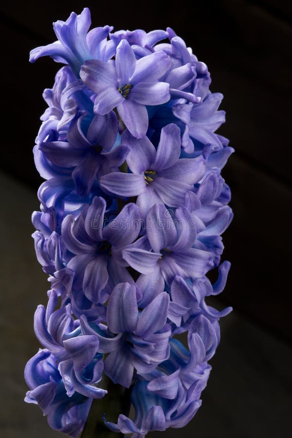 Hyacinth Blue Purple Flower Closeup Macro on Black Stock Image Image of blossom, flora 31037409