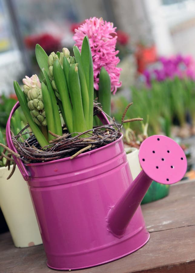 Hyacinth bulbs flowering stock image. Image of watering 29270025