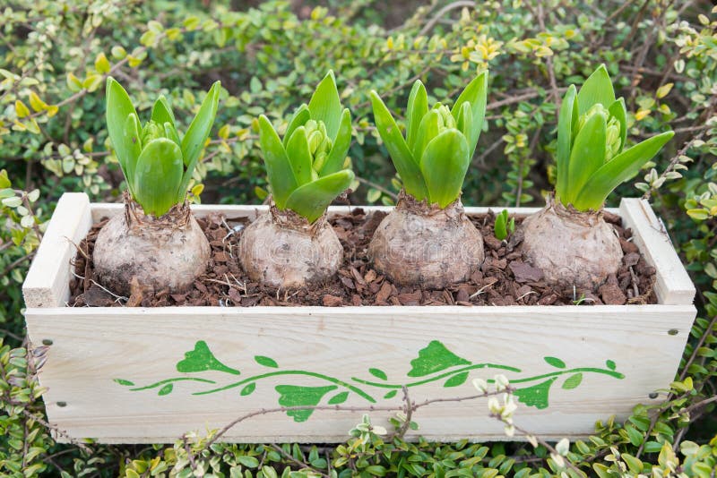 Hyacinth bulbs flowering stock image. Image of watering 29270025
