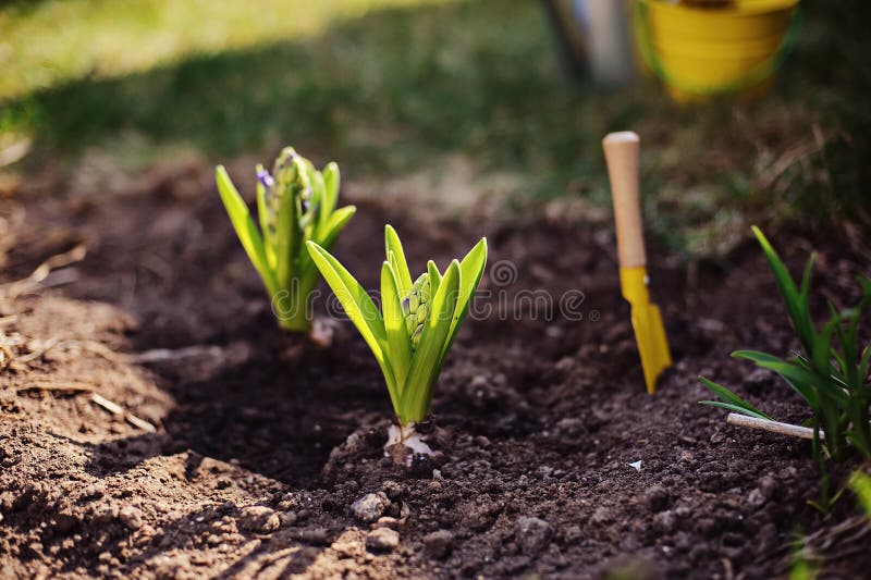 Hyacinth bulbs planted to garden bed in spring sunny day