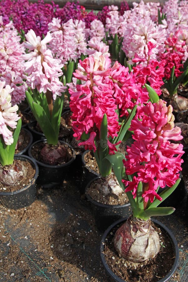 Hyacinth. Field of colorful spring flowers hyacinths plants in greenhouse on sunlight for sale. Background texture photo of hyac