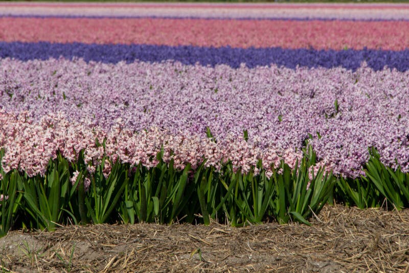 Hyacinth field pink purple, Holland, the Netherlands