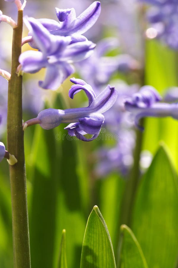 Hyacinth flower