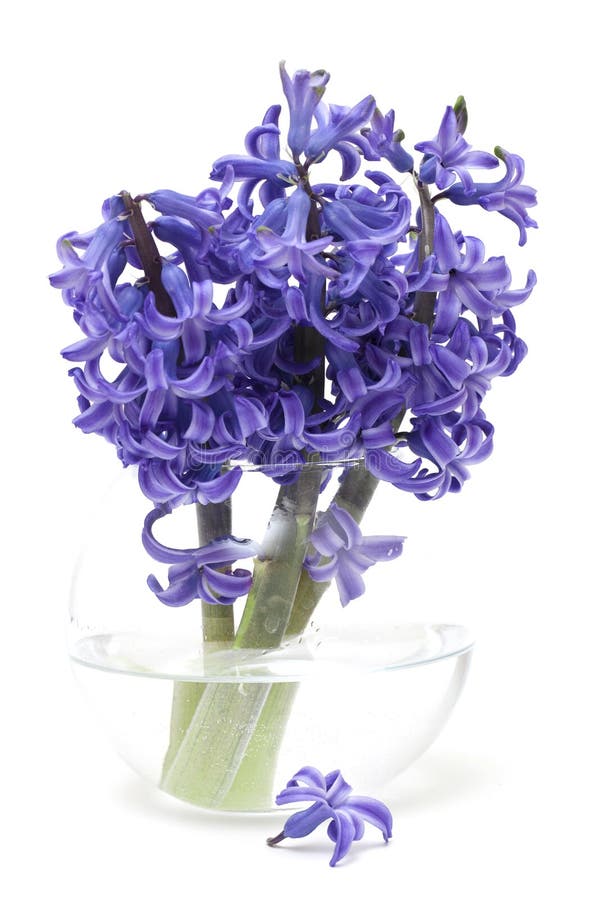 Hyacinth flowers in vase stock photo. Image of hyacinth 23404718
