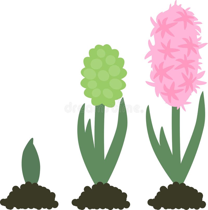 Hyacinth growth stage. stock vector. Illustration of growing 118470120