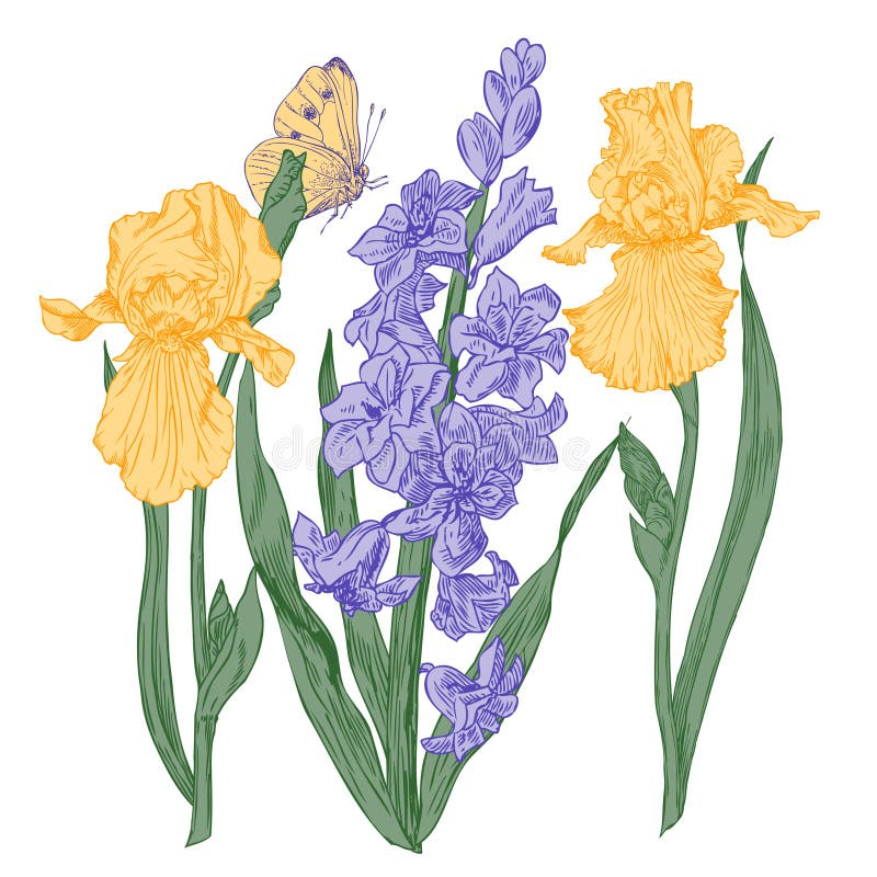 Hyacinth and Iris stock illustration Hyacinth and Iris stock illustration