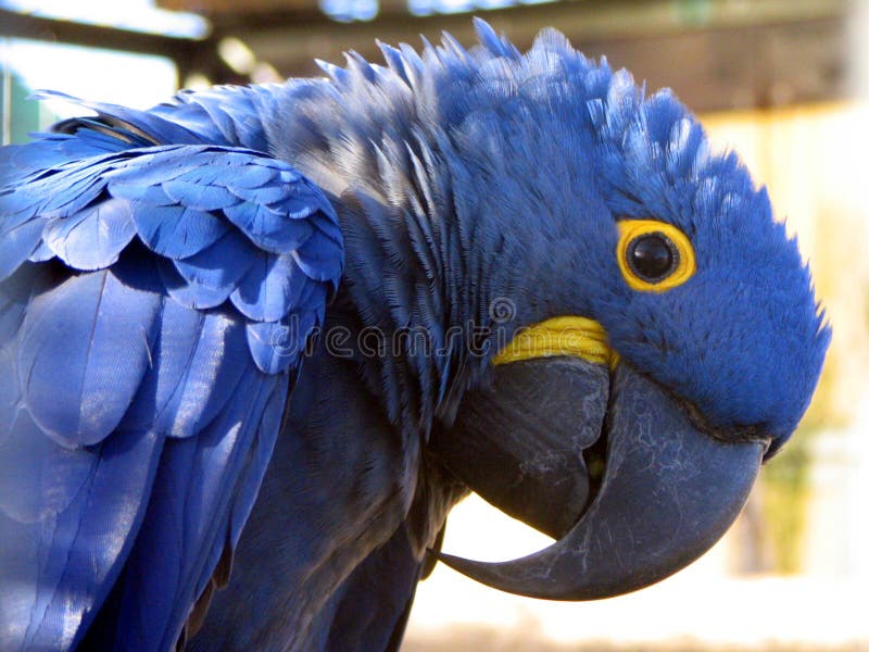 Hyacinth Macaw stock photo. Image of beautiful, playful - 144294