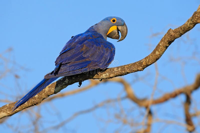 Hyacinth Macaw, Anodorhynchus hyacinthinus, big blue parrot sitting on the branch with dark blue sky, Pantanal, Bolivia, South Ame
