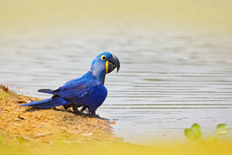 Hyacinth Macaw, Anodorhynchus-hyacinthinus, blauwe papegaai Portret grote blauwe papegaai, Pantanal, Brazilië, rivierwater het dr royalty-vrije stock fotografie Hyacinth Macaw, Anodorhynchus-hyacinthinus, blauwe papegaai Portret grote blauwe papegaai, Pantanal, Brazilië, rivierwater het dr royalty-vrije stock fotografie