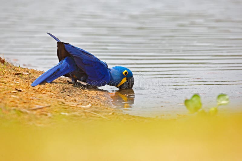 Hyacinth Macaw, Anodorhynchus hyacinthinus, blue parrot drinking water, Pantanal, Brazil, South America. Beautiful rare bird in th. Hyacinth Macaw, Anodorhynchus royalty free stock photography Hyacinth Macaw, Anodorhynchus hyacinthinus, blue parrot drinking water, Pantanal, Brazil, South America. Beautiful rare bird in th. Hyacinth Macaw, Anodorhynchus royalty free stock photography