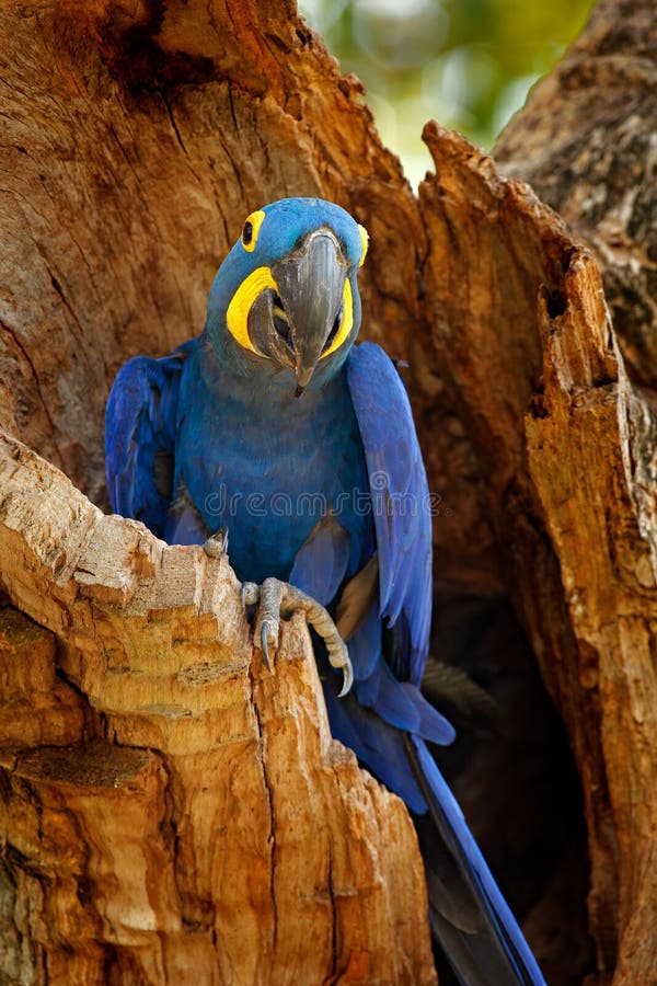 Hyacinth Macaw, Anodorhynchus hyacinthinus, blue parrot. Portrait big blue parrot, Pantanal, Brazil, South America. Beautiful rare. Bird in the nature habitat stock images Hyacinth Macaw, Anodorhynchus hyacinthinus, blue parrot. Portrait big blue parrot, Pantanal, Brazil, South America. Beautiful rare. Bird in the nature habitat stock images