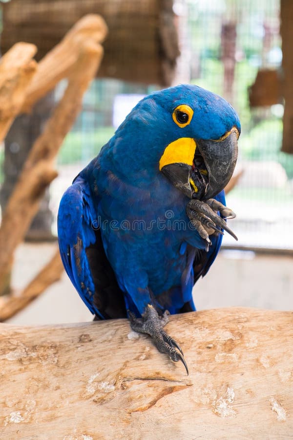 Hyacinth macaw (Anodorhynchus Hyacinthinus) or Hyacinthine macaw royalty free stock image Hyacinth macaw (Anodorhynchus Hyacinthinus) or Hyacinthine macaw royalty free stock image