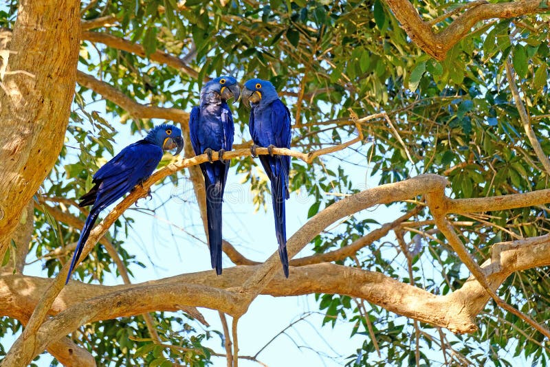 Hyacinth Macaw, Anodorhynchus Hyacinthinus, or Hyacinthine Macaw, Pantanal, Mato Grosso do Sul, Brazil