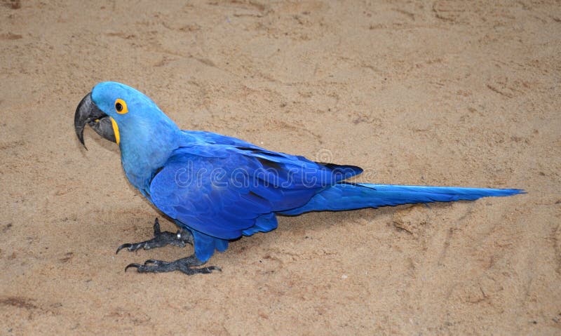 Hyacinth macaw blue bird parrot