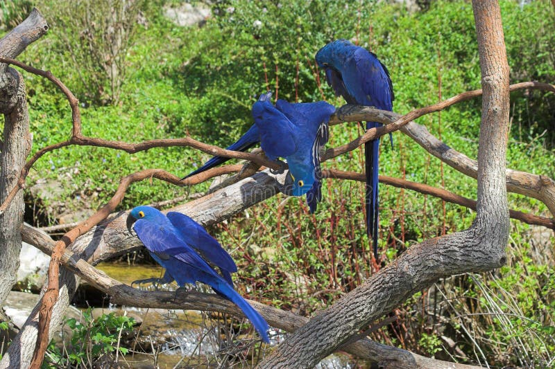 L'ara giacinto (Anodorhynchus hyacinthinus) è un uccello meraviglioso, profondo blu cobalto, a colori, con un occhio d'oro anello e della distinta base.