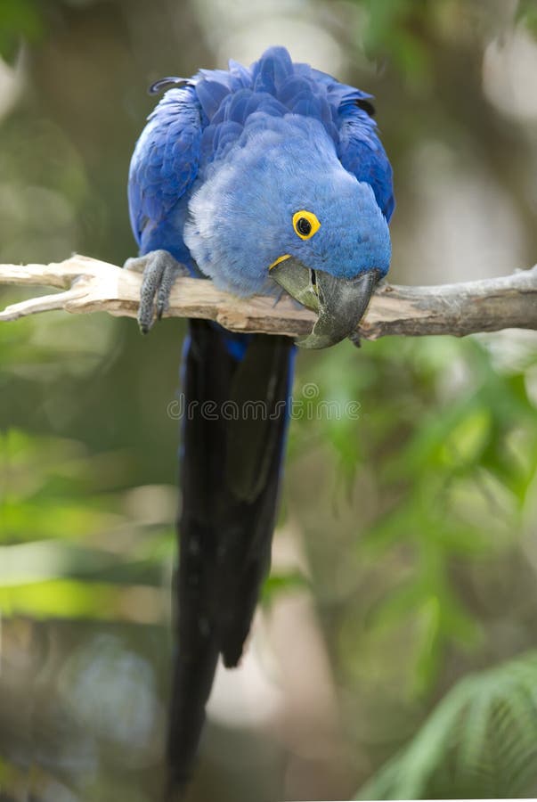Hyacinth macaw playing in tree, pantanal, brazil stock image