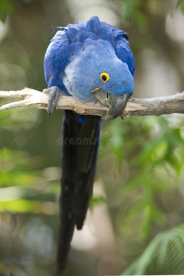 Hyacinth macaw playing in tree, pantanal, brazil