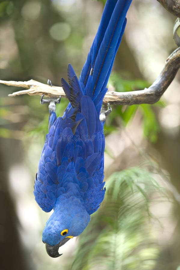 Hyacinth macaw playing in tree, pantanal, brazil