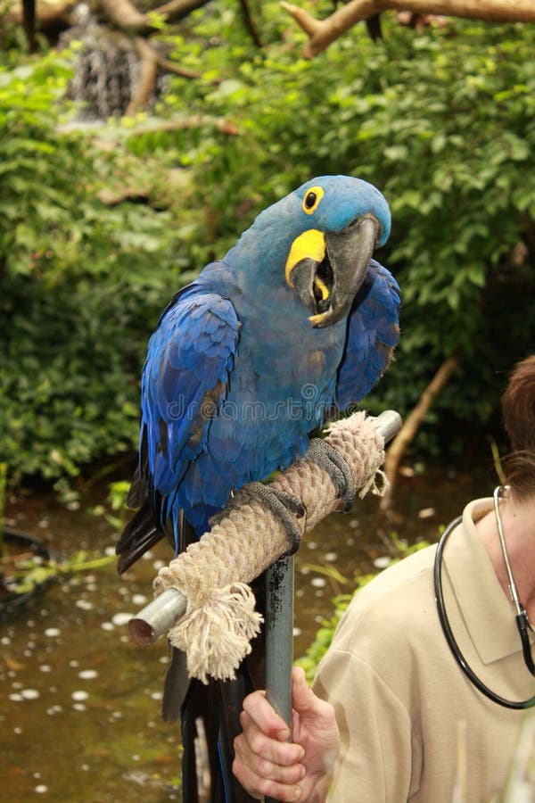 Hyacinth macaw portrait stock photography