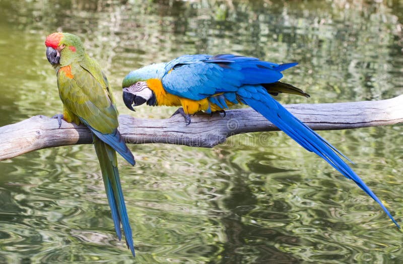 Hyacinth Macaws Communication stock photo