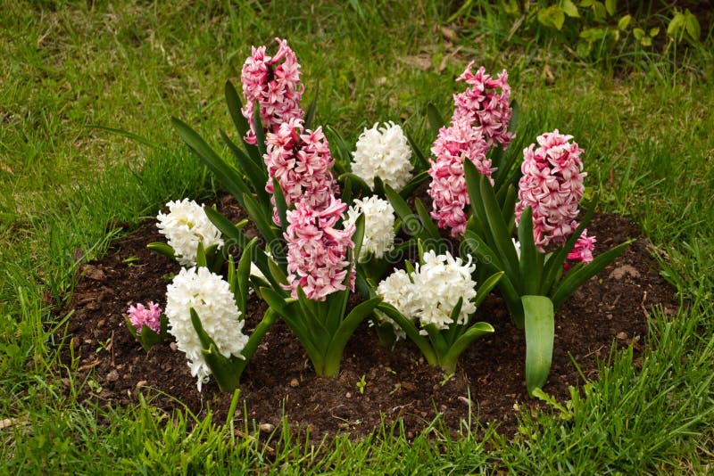 Hyacinth stock photo. Image of colour, nature, floral 53664164