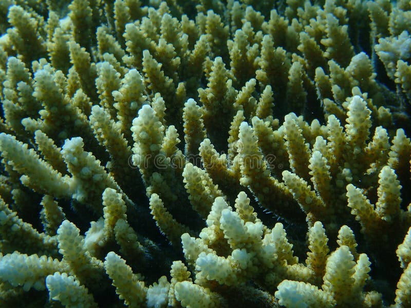 Hyacinth Tabling Coral or Hyacinth Table Coral (Acropora Hyacinthus ...