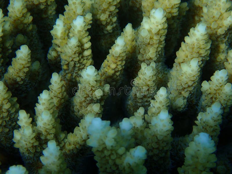 Hyacinth Tabling Coral or Hyacinth Table Coral (Acropora Hyacinthus ...