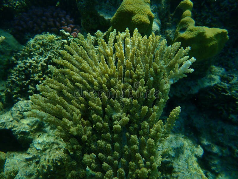 Hyacinth Tabling Coral or Hyacinth Table Coral (Acropora Hyacinthus ...