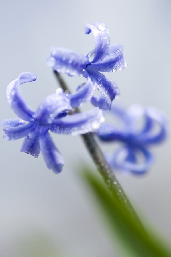 Hyacinth with water drops