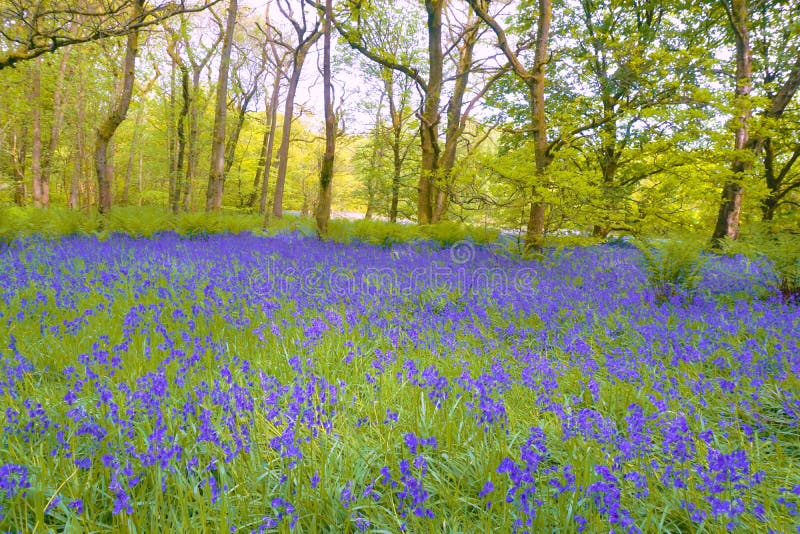Hyacinthoides non-scripta royalty free stock photos Hyacinthoides non-scripta royalty free stock photos