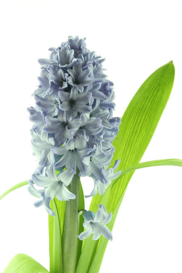 Hyacinths