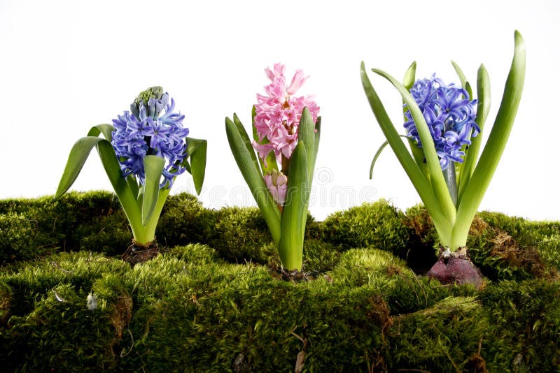 Hyacinths