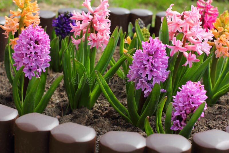 Hyacinths Blooming in the Garden