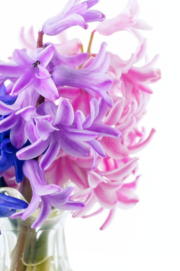 Rose Hyacinths stock image. Image of romantic, scilloideae 53024615
