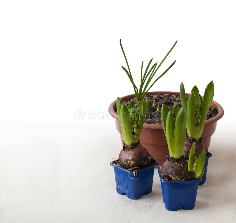 Hyacinths forcing stock image. Image of dirt, hobby, floriculture ...