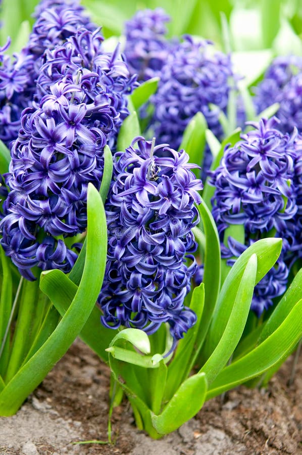 Hyacinths growing in field in Holland.