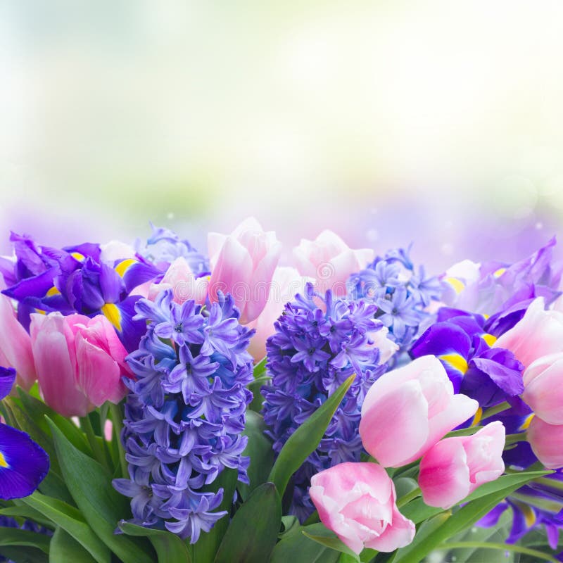 Hyacinths and tulips stock image. Image of natural, floral - 90712437