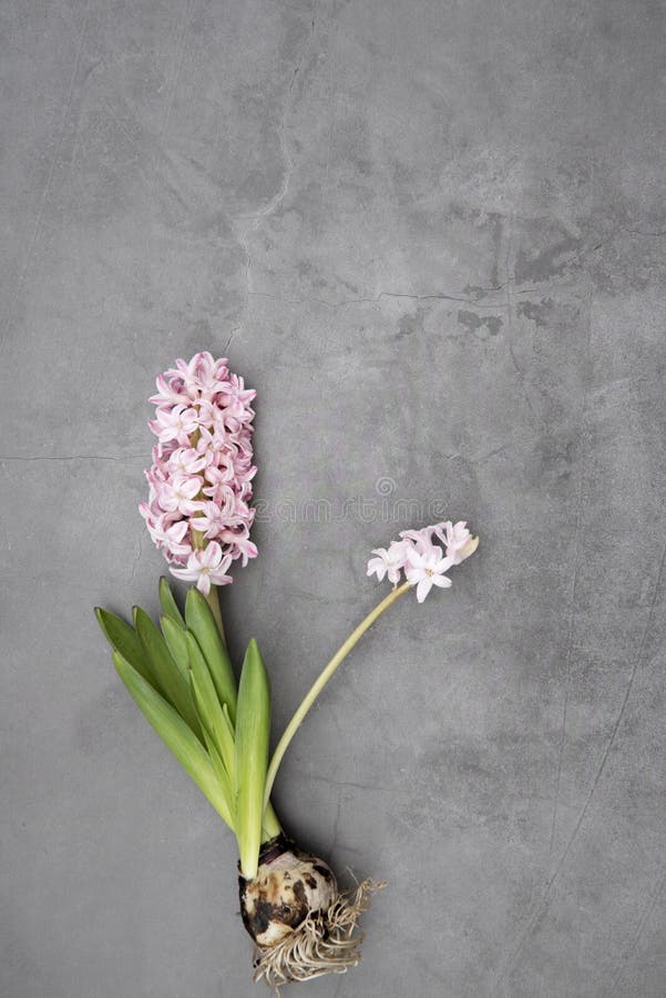 Hyacinthus cor-de-rosa no fundo cinzento Vista superior fotos de stock Hyacinthus cor-de-rosa no fundo cinzento Vista superior fotos de stock