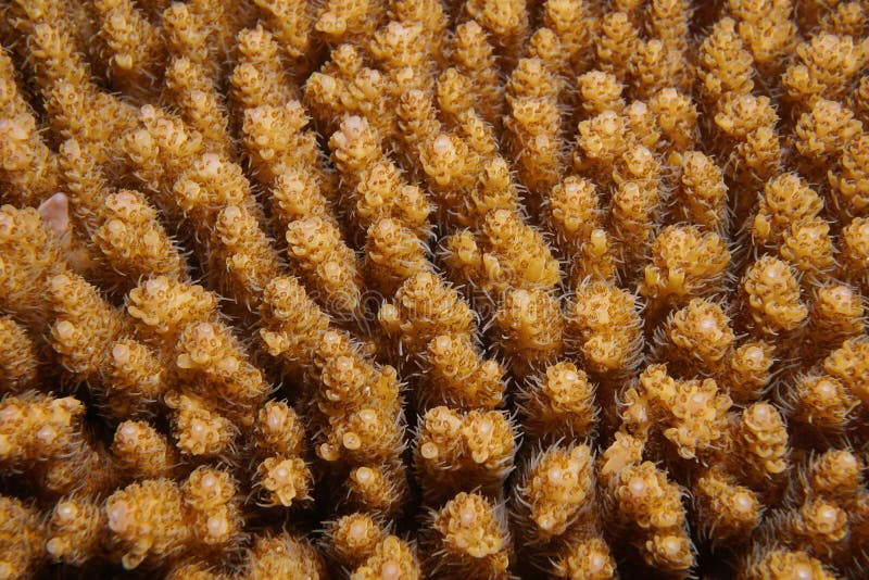Hyacinthusclose-up van Acropora van het lijstkoraal stock afbeelding Hyacinthusclose-up van Acropora van het lijstkoraal stock afbeelding