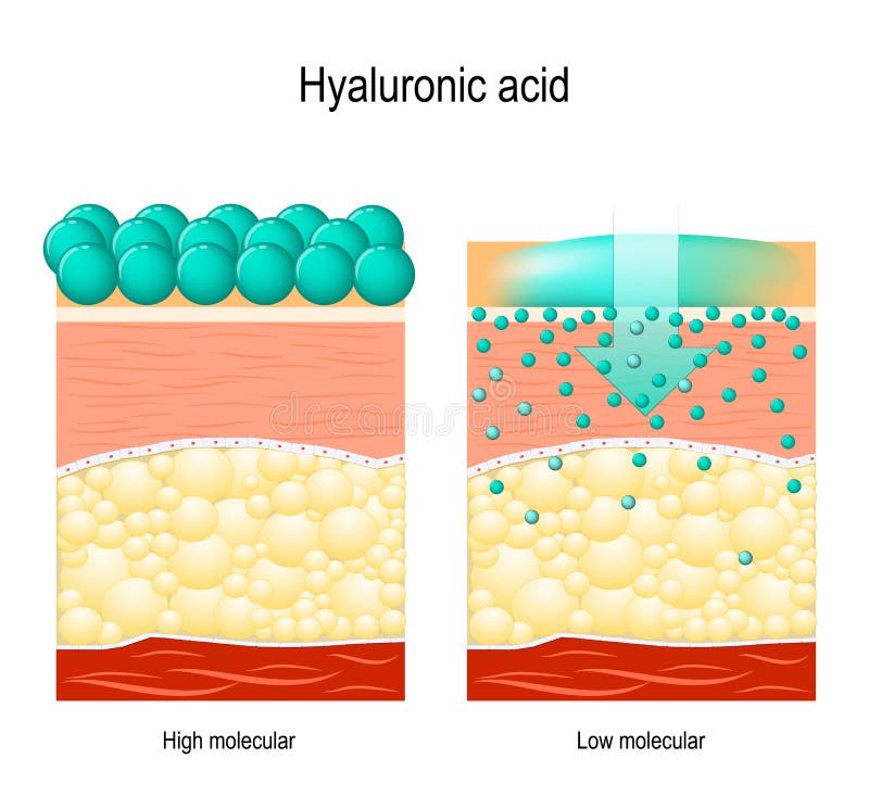 Hyaluronic Acid. Hyaluronic Acid In Skin-care Products ... hyaluronic acid diagram 