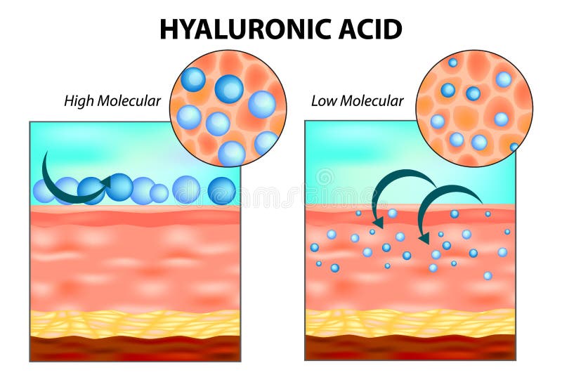 Hyaluronic acid in skin. stock vector. Illustration of molecular