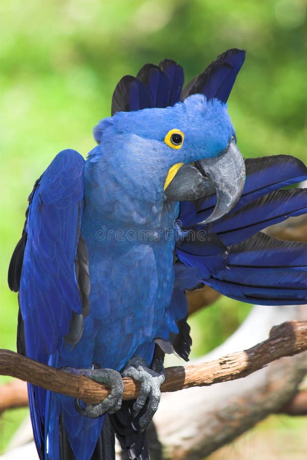 Hyazinthe Macaw stockbild Hyazinthe Macaw stockbild