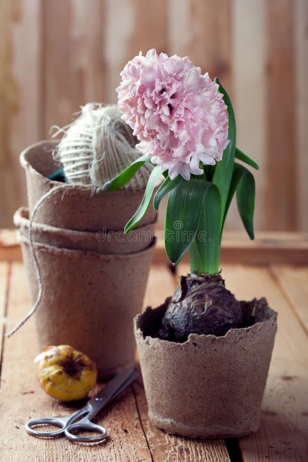 Hyazinthenblumen in den kompostierbaren Töpfen und in den Blumenzwiebeln lizenzfreies stockbild Hyazinthenblumen in den kompostierbaren Töpfen und in den Blumenzwiebeln lizenzfreies stockbild