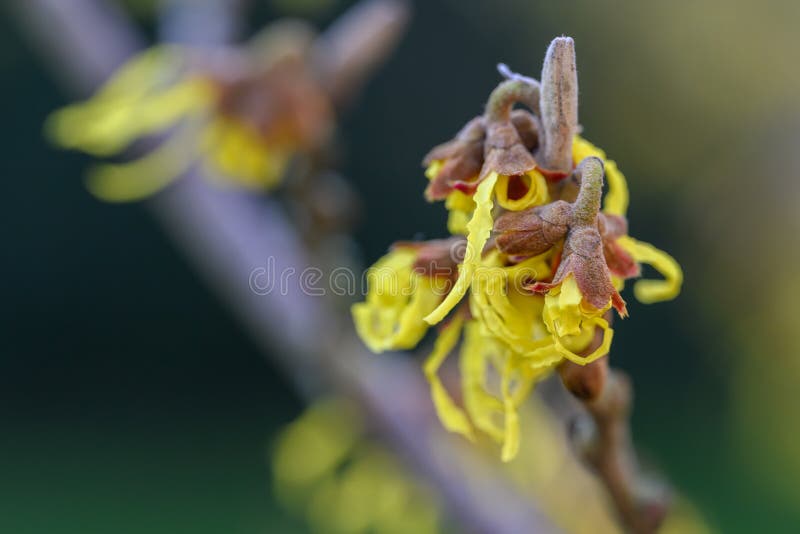 Hybrid Witchhazel Hamamelis X Intermedia Arnold Promise Budding Yellow ...