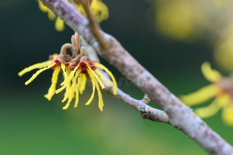 Hybrid Witchhazel Hamamelis X Intermedia Arnold Promise Yellow Flower ...